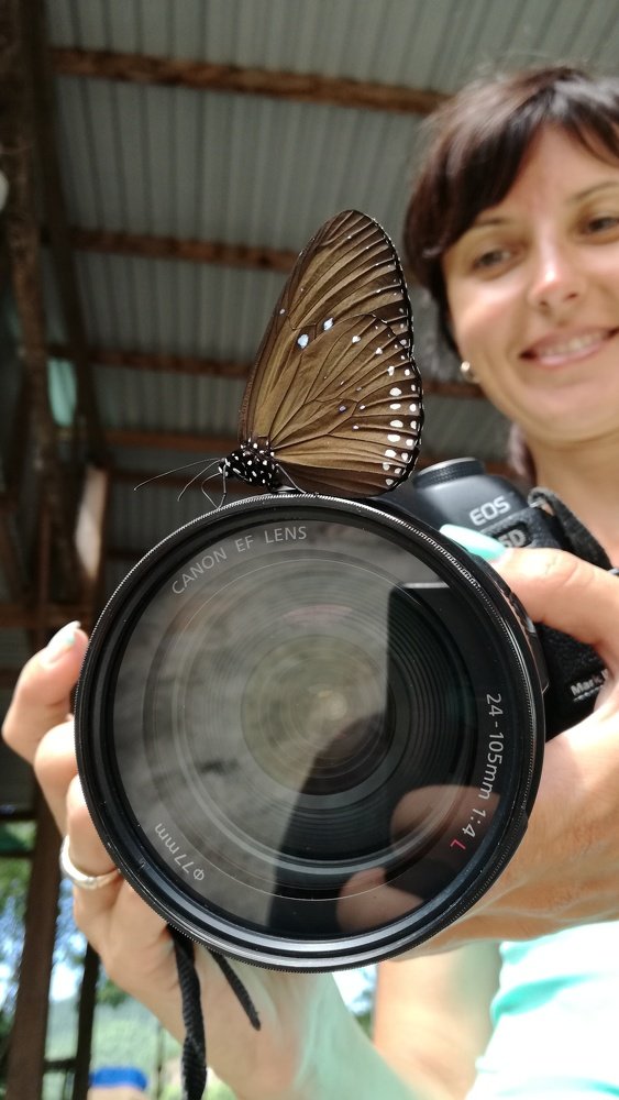бабочка на объективе