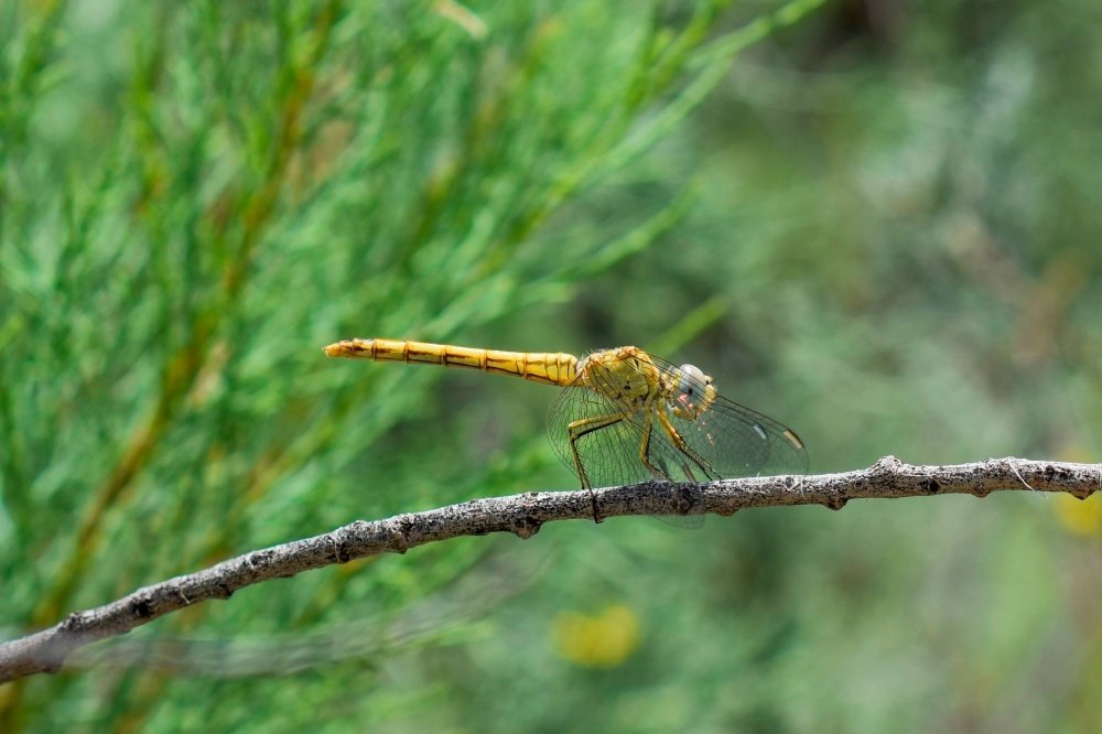 Стрекоза номер 2.