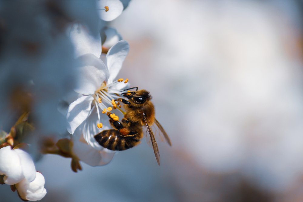 Honey bee on the flower