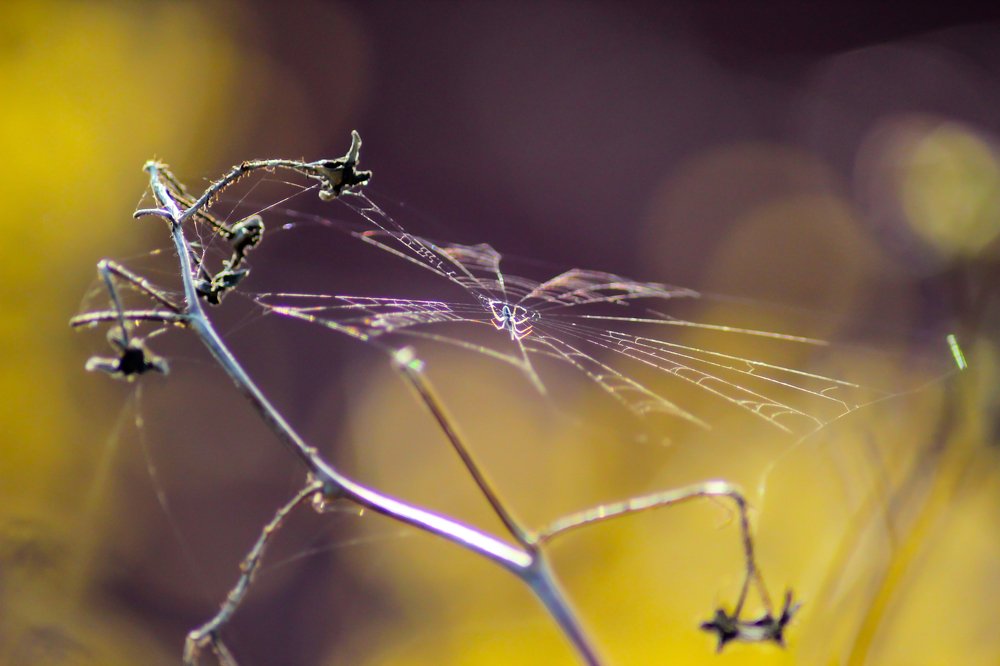 Beautiful spider net