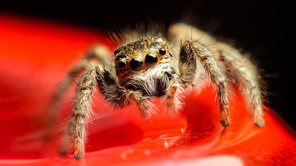 Добрый скакуша