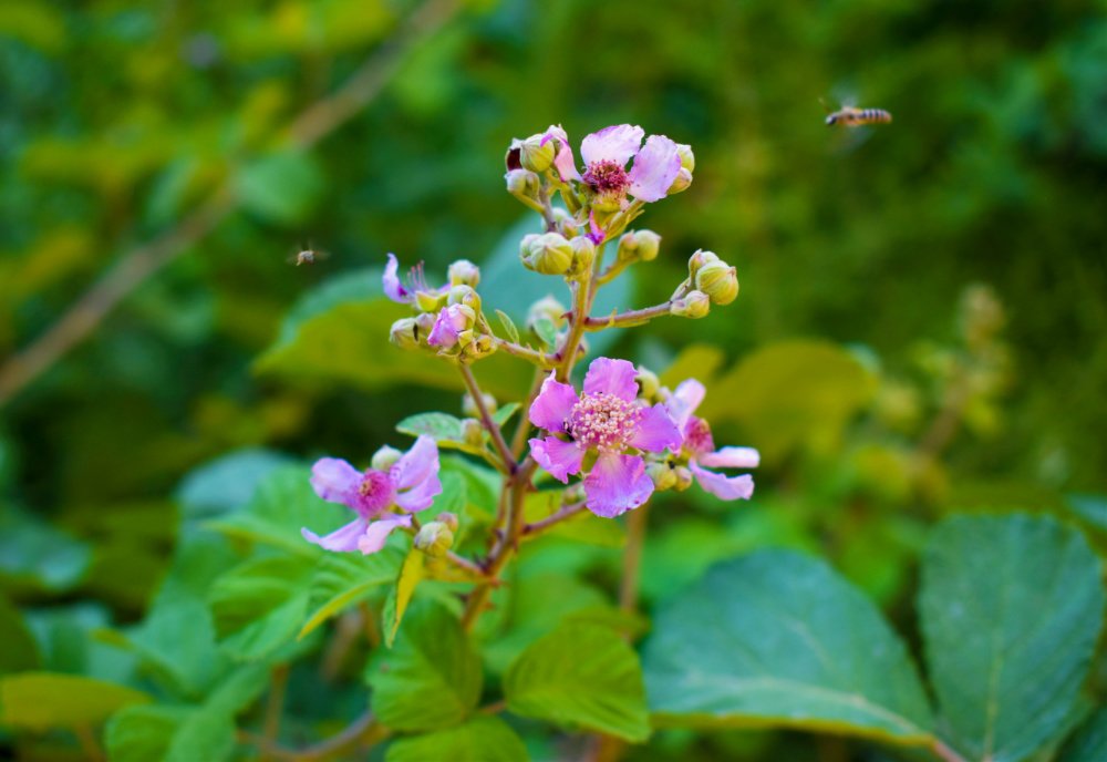 Летящие пчёлки.