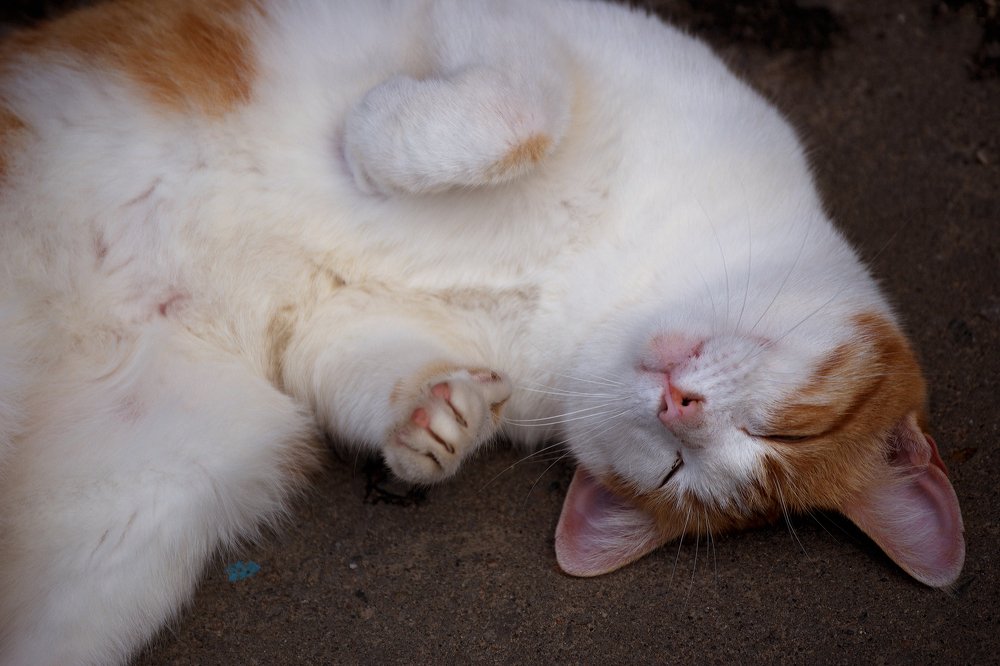 "Солнечный"