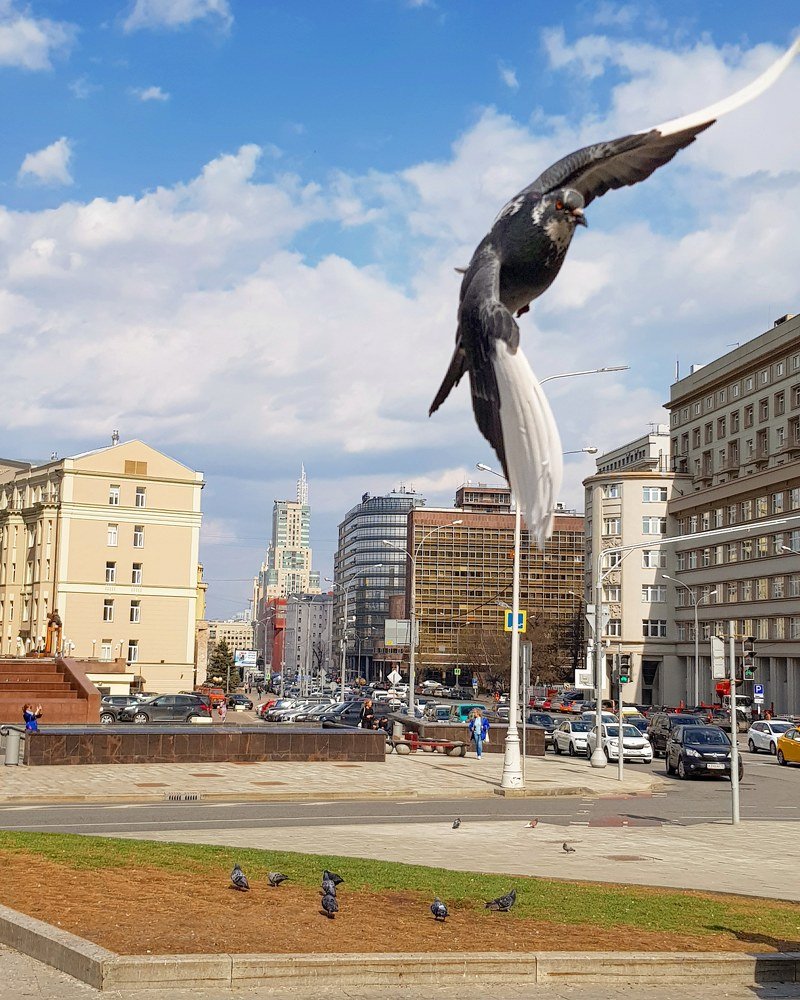 Голубь