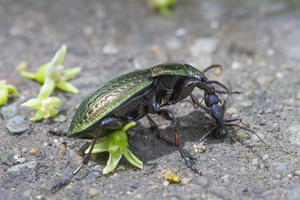 Охота на "бронтозавра"