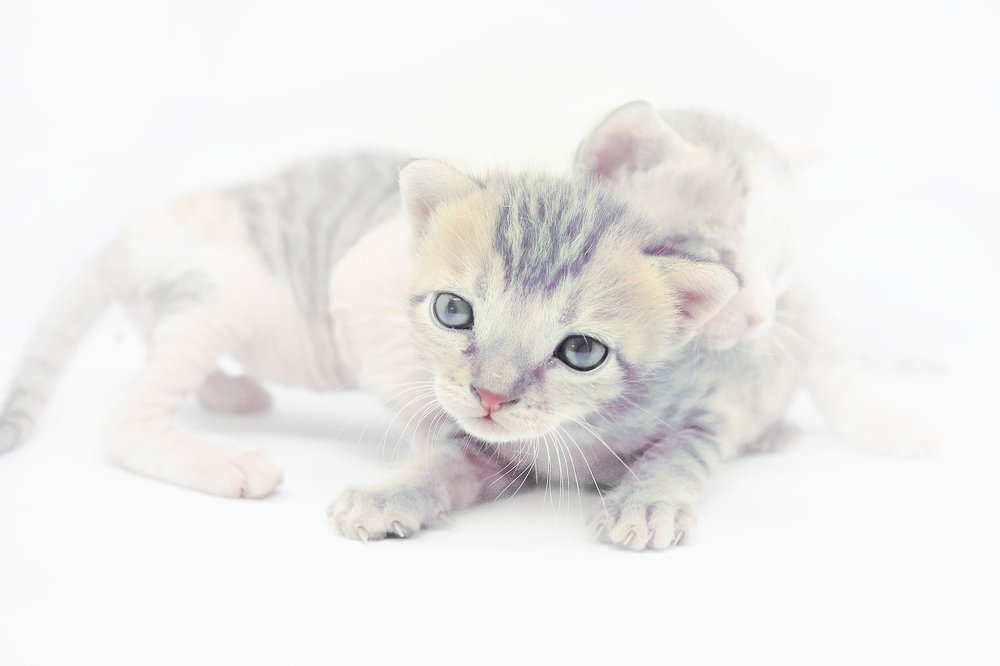 نضرات غاضبه