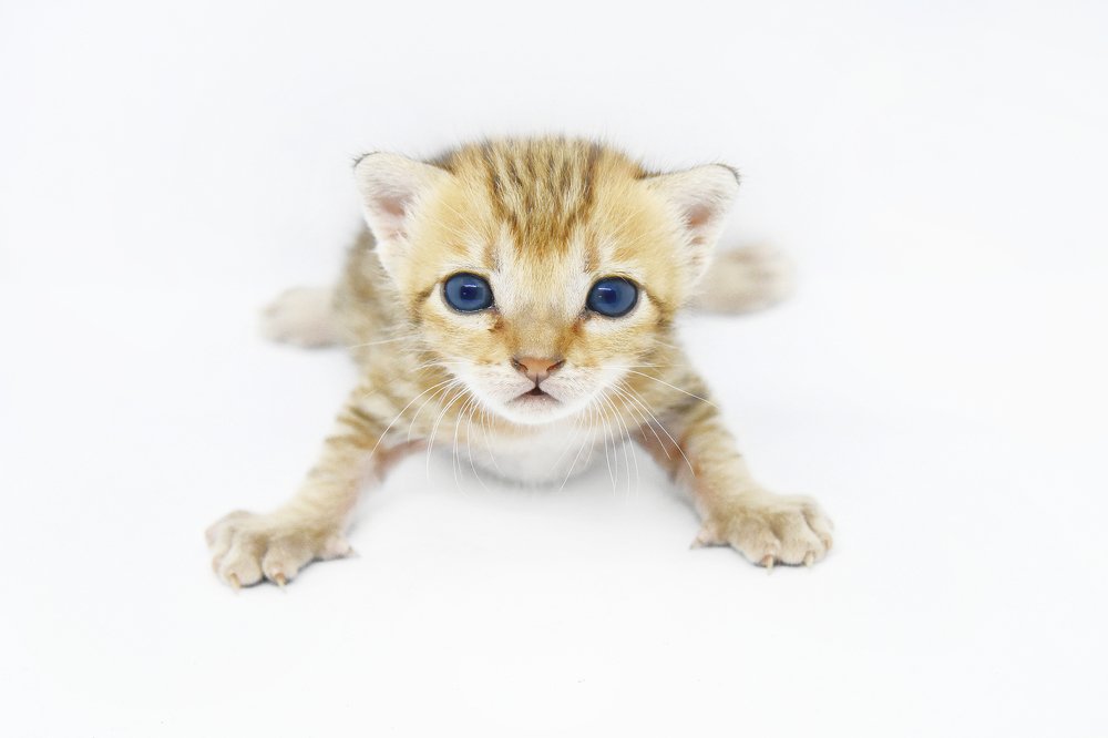 وترقبانتباه