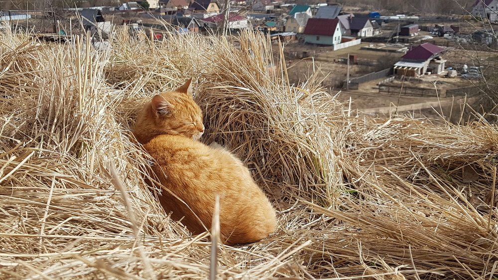 Греемся на солнышке.