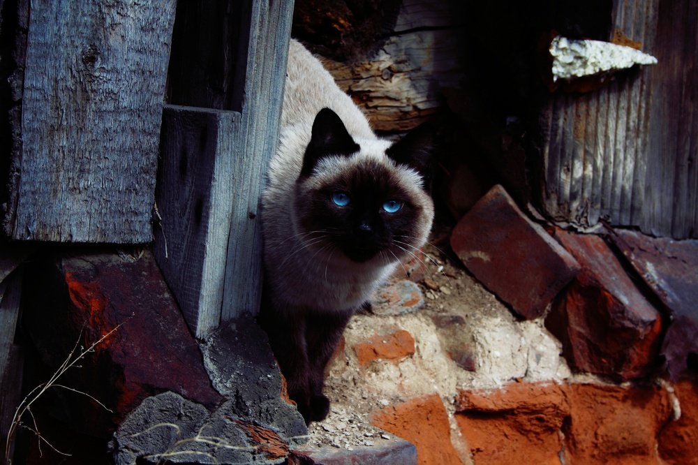 Хозяин дома