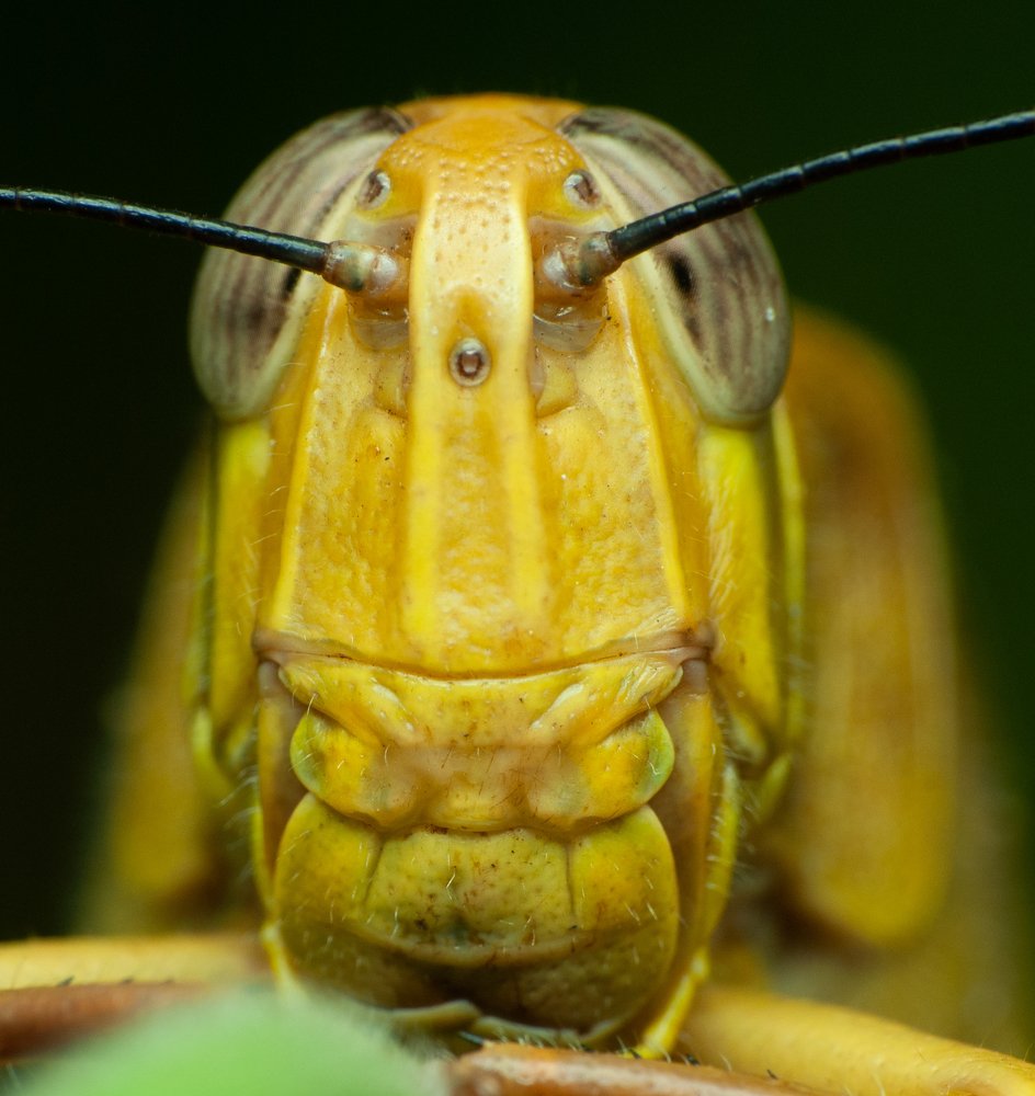 Yellow Grasshopper
