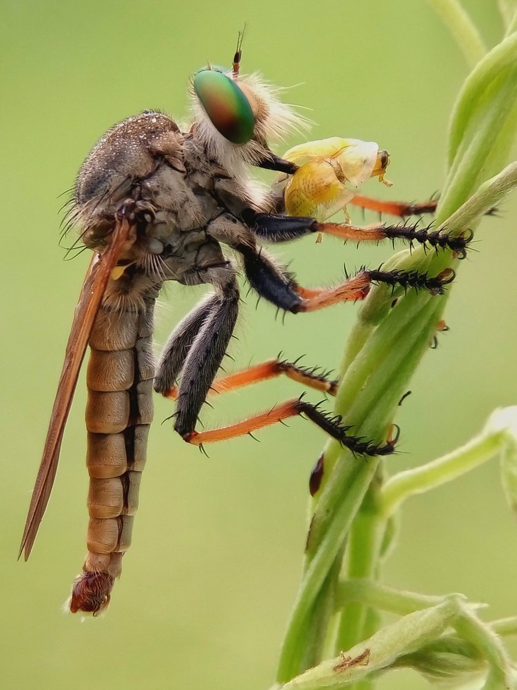 Robber Fly