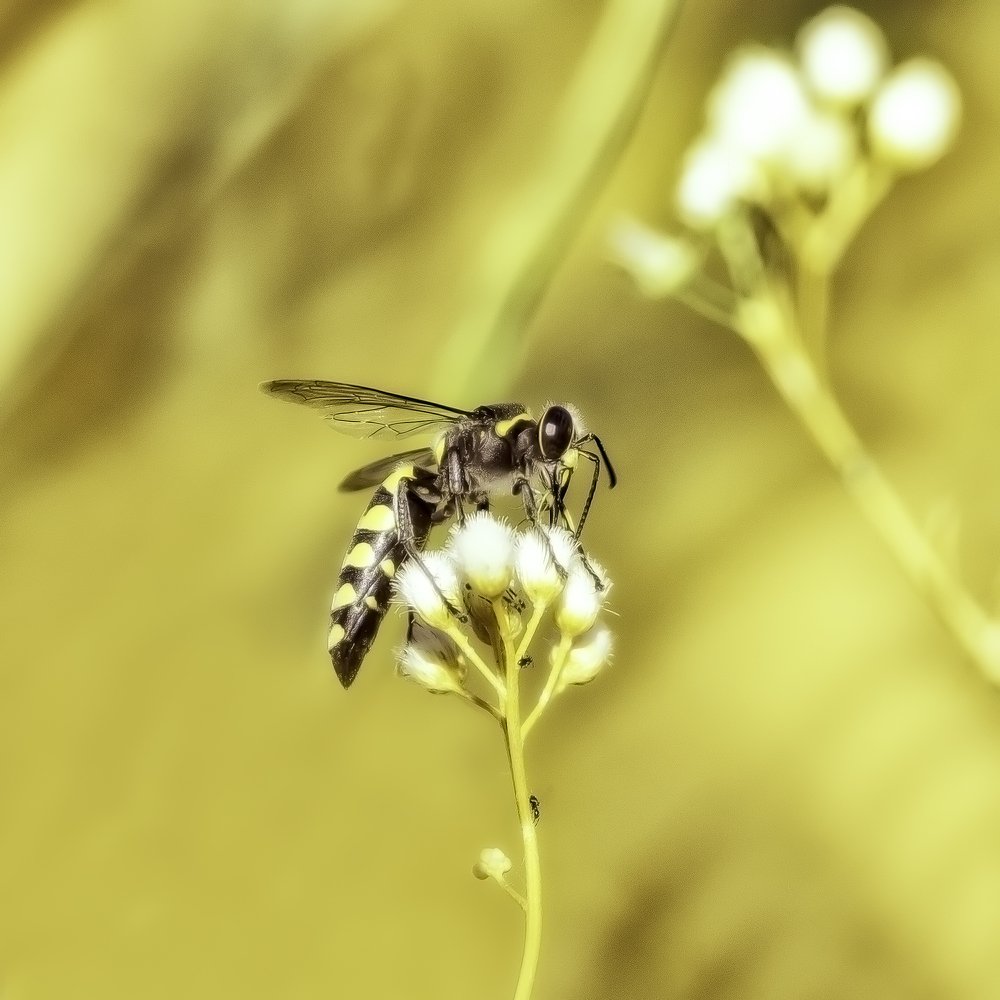 The wasp and the ant