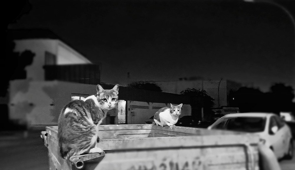 Keen eyes, black and white, posing gently