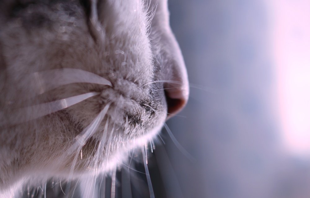 Розовый носик.