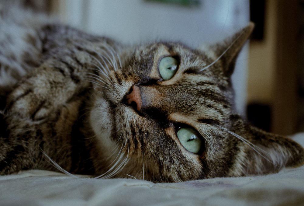 Зеленоглазка.