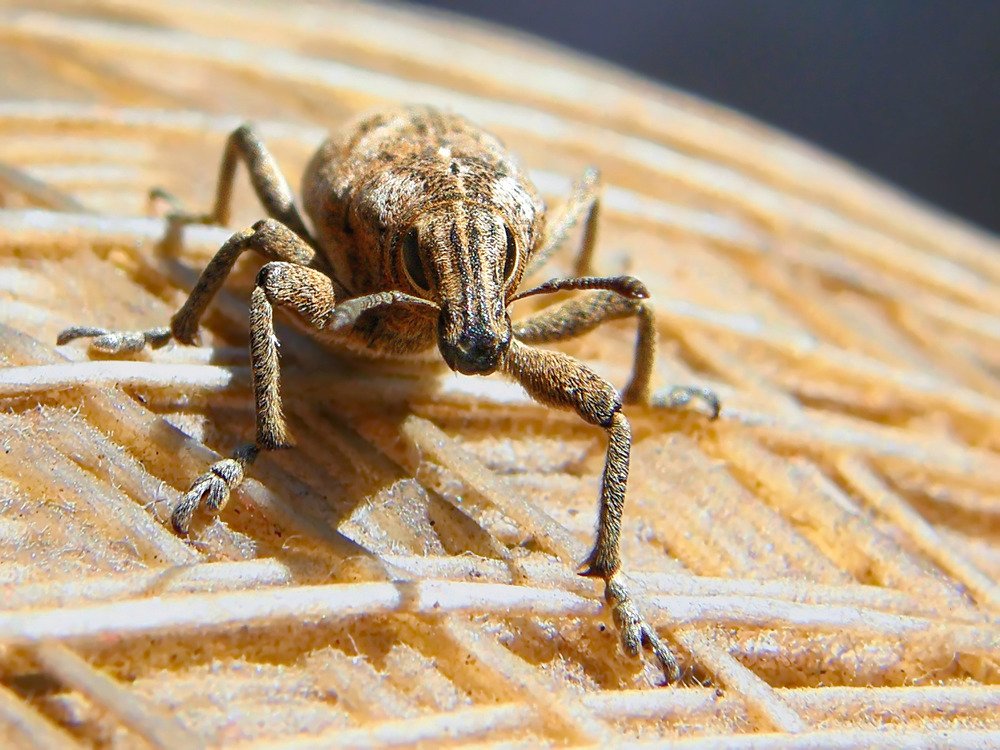 Марсианское вторжение