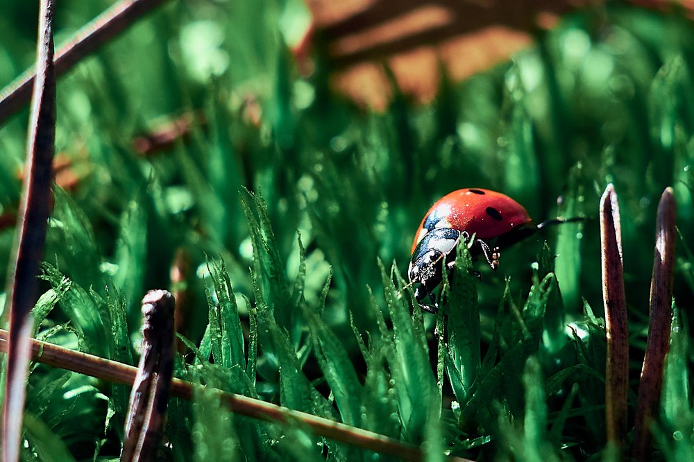 Photograph by Алексей Полухин