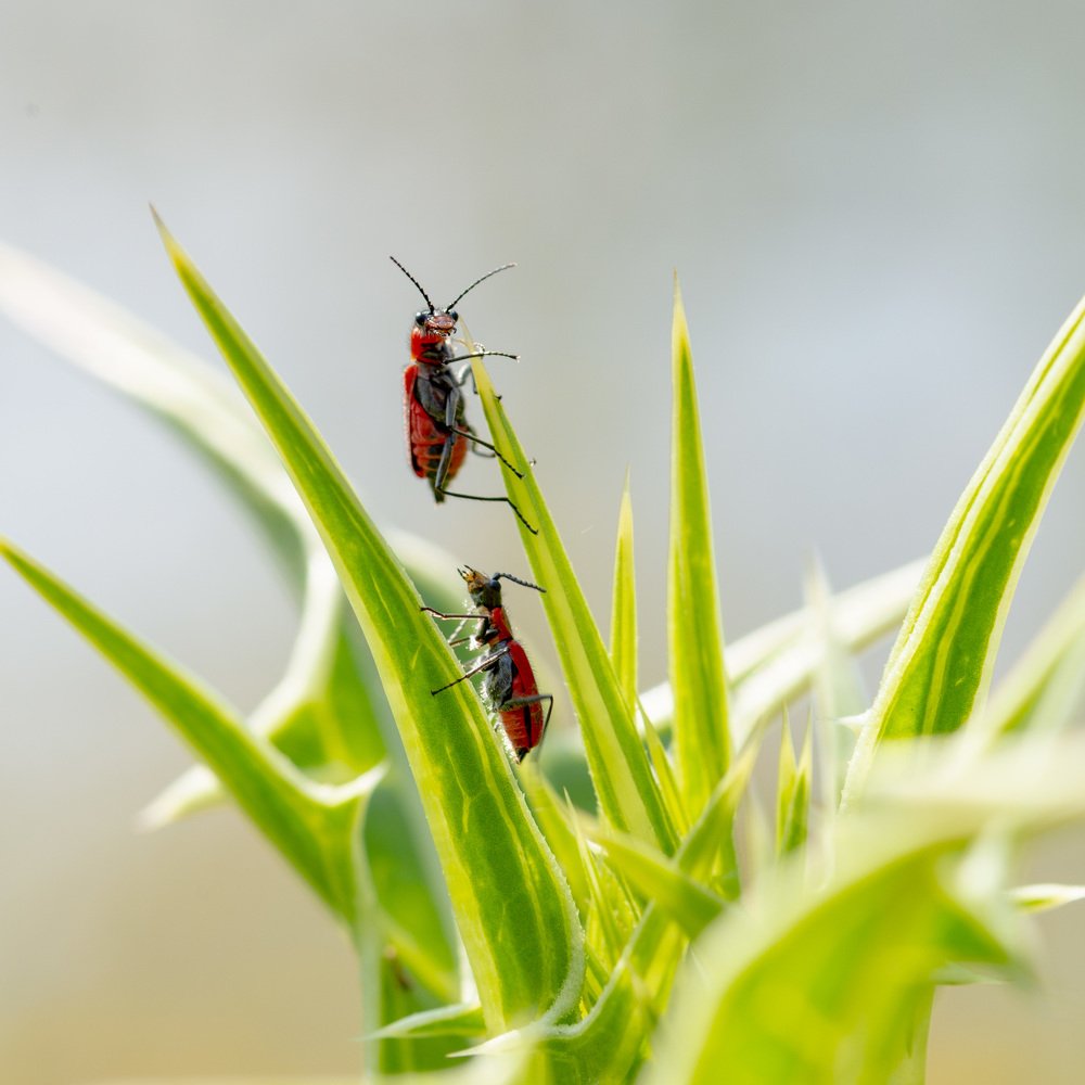 Photograph by Андрей Плужаров