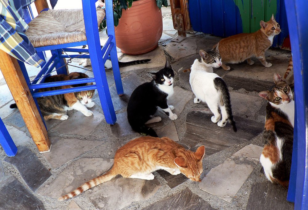 Котов должно быть много