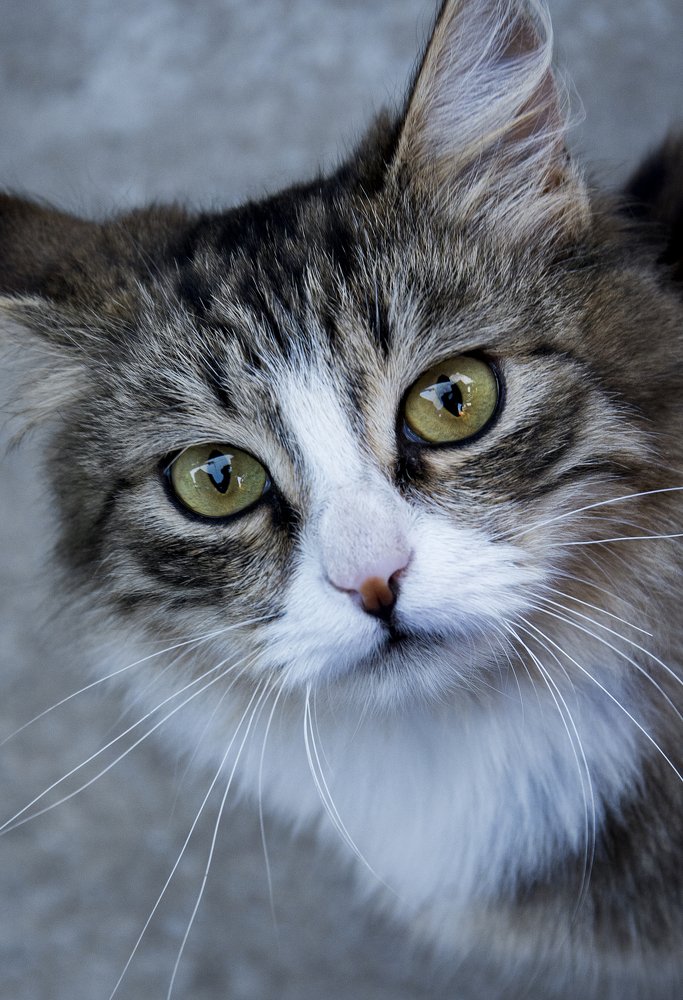 Просто Барсик