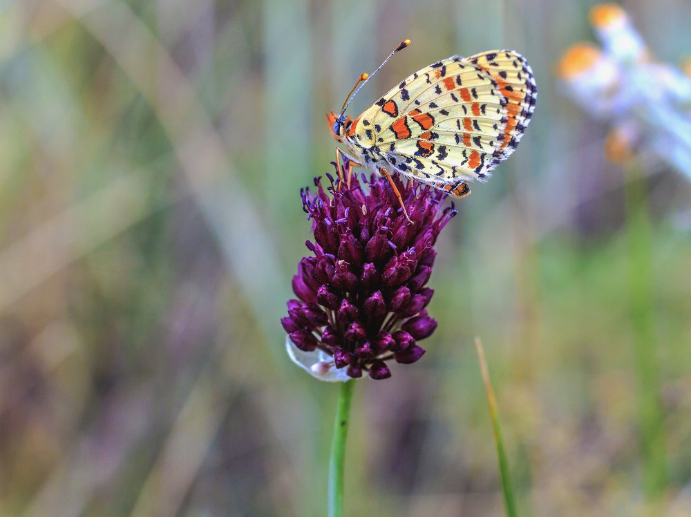 На верхушке..