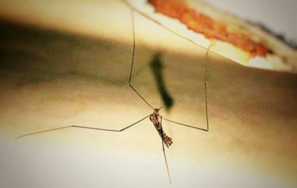 Mosquito