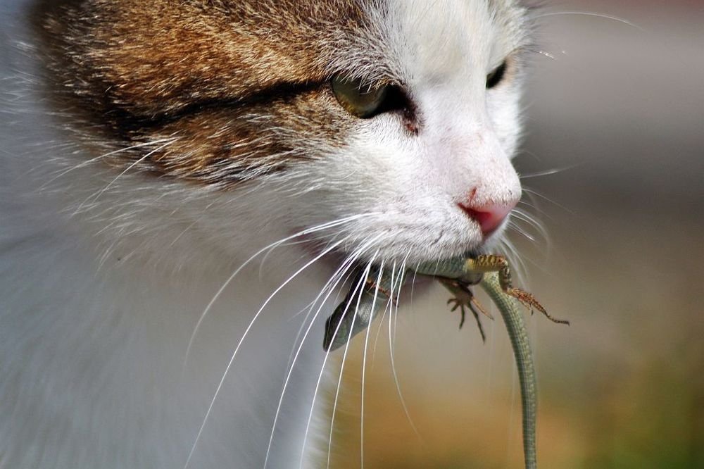 cat hunts lizard