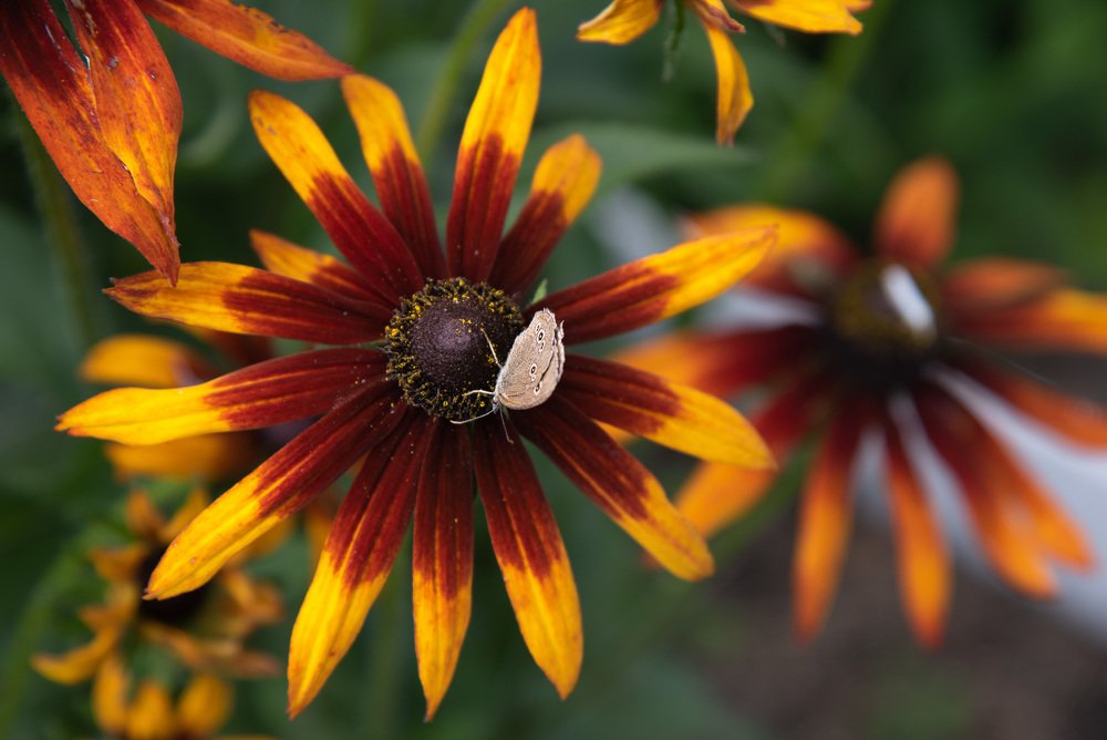 Фотография автора Геннадий Коробов