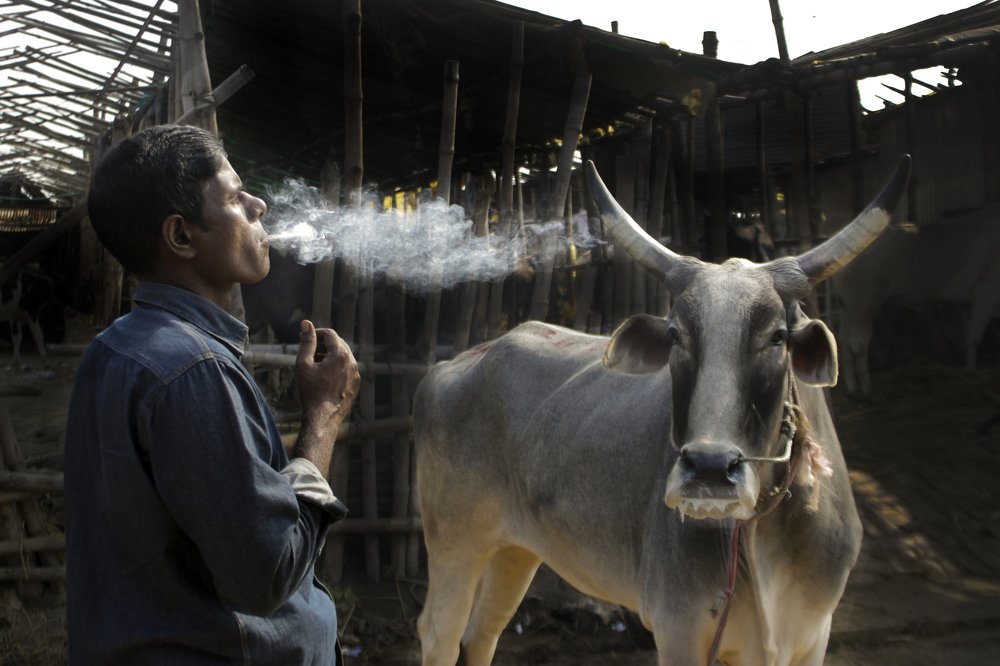 The man with his bull