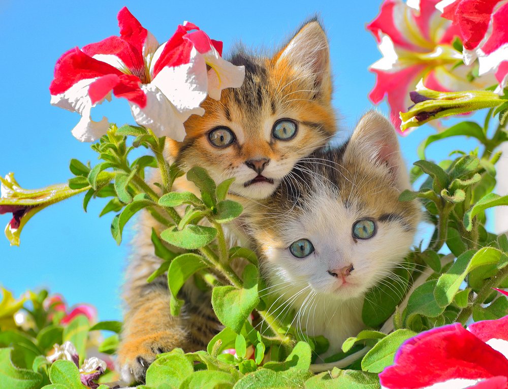 Рыжик и Серик