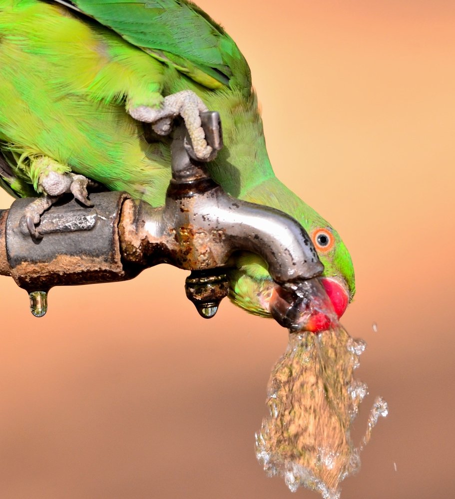 Smart World Parakeet