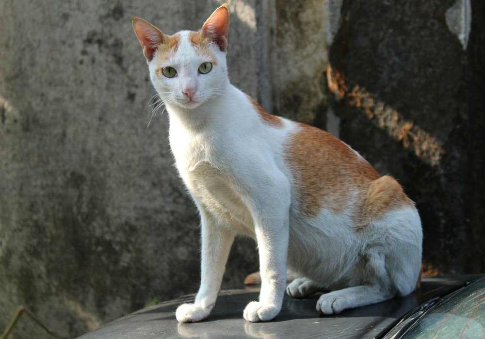 Cat was destined to become a supermodel