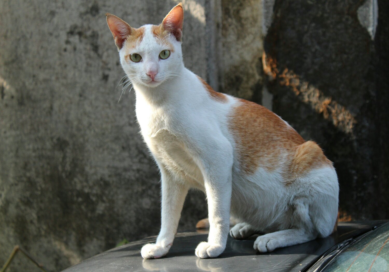 Cat was destined to become a supermodel