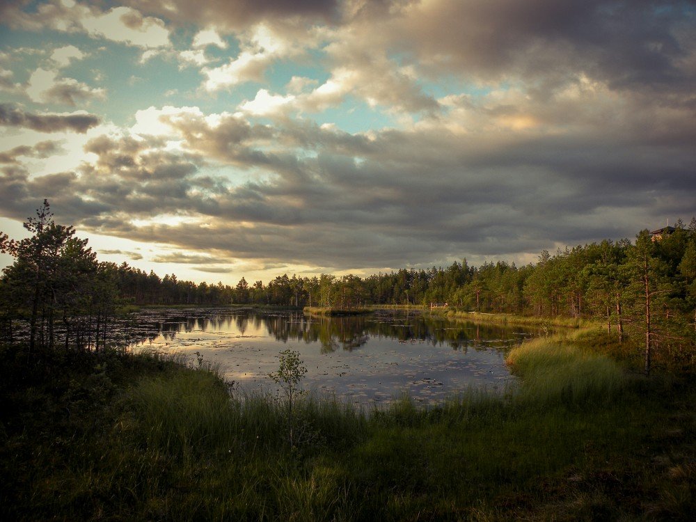 Вечер на болоте