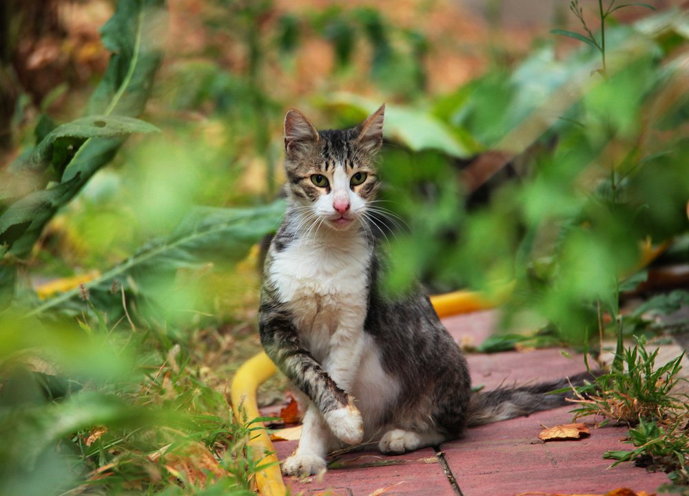 Кот бухарик...