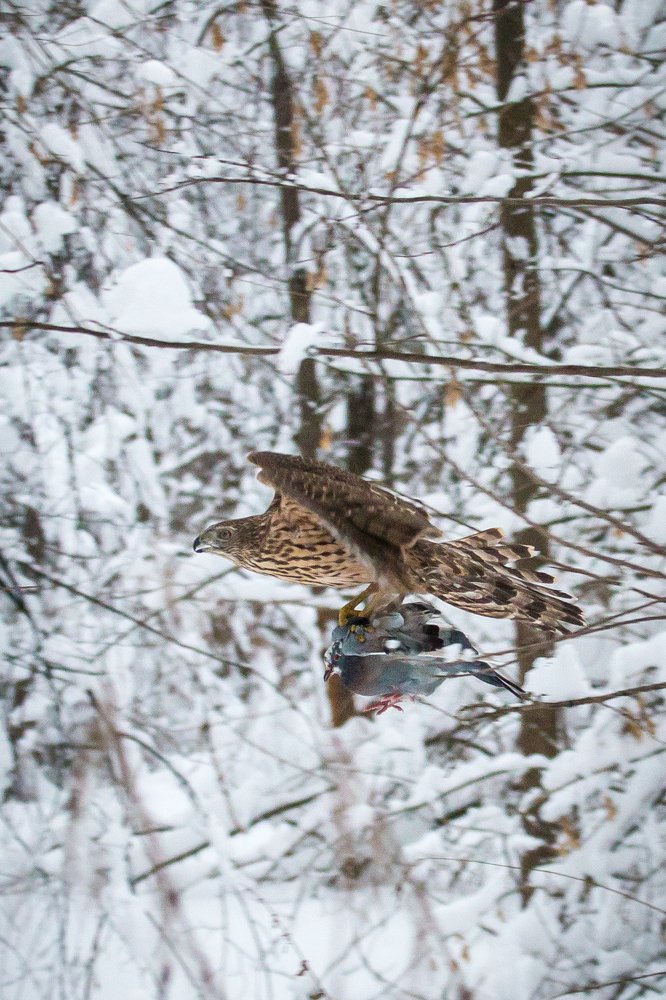 Ястреб-тетеревятник поймал голубя