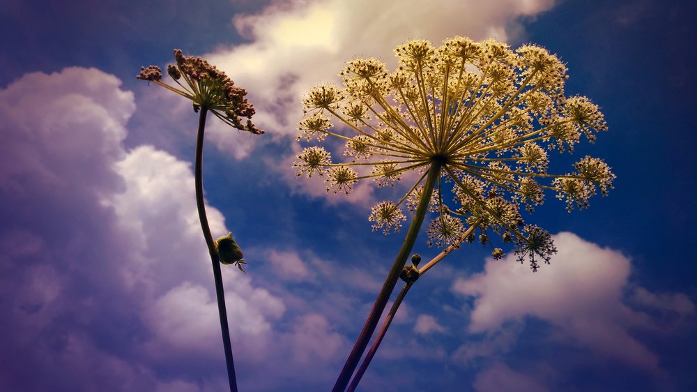 Дудник на фоне неба на закате