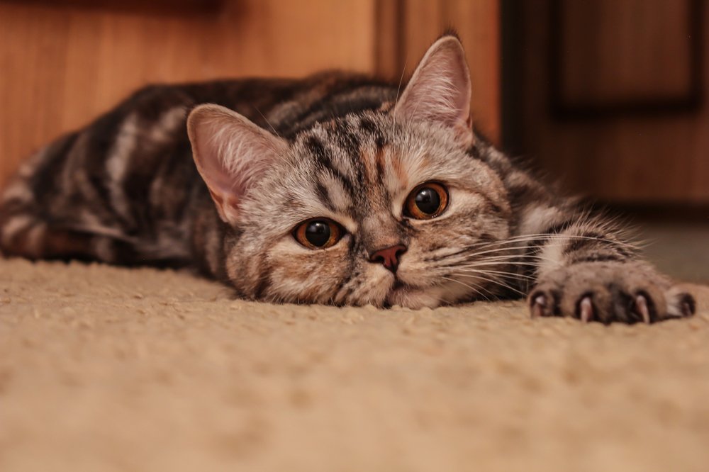 What are you want, Human?