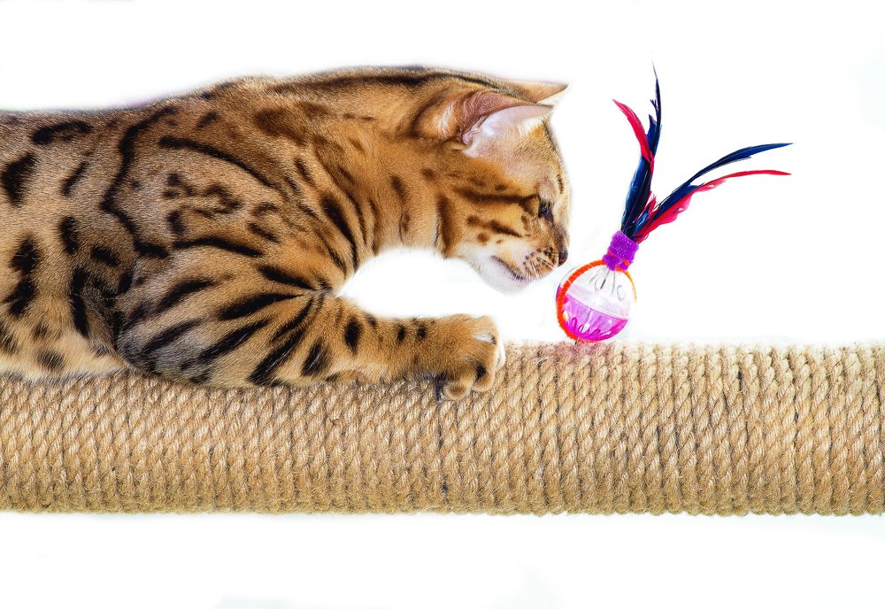 Кошачьи игры