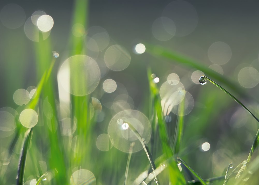 Очарование утра