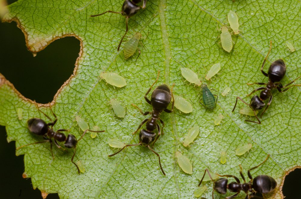 Муравьиная ферма