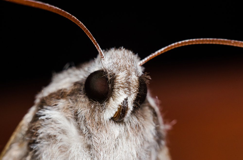 Портрет Мотылька