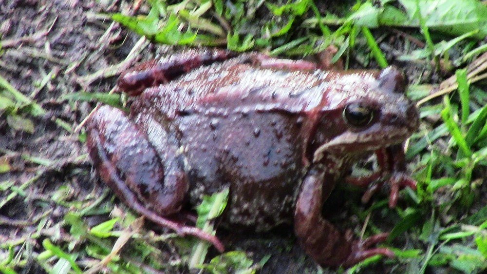 Земноводное существо.