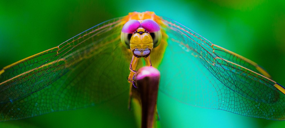 Macro Dragonfly