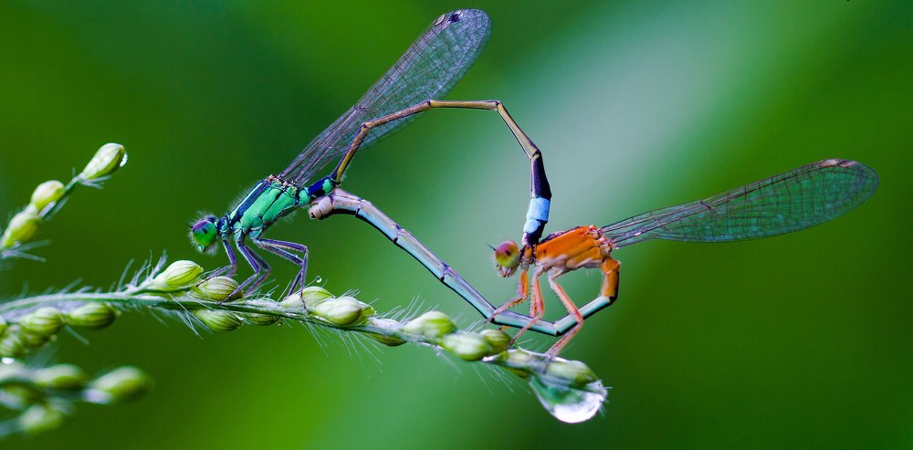 Macro Damselflies mating