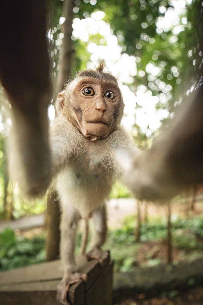 Monkey Selfy