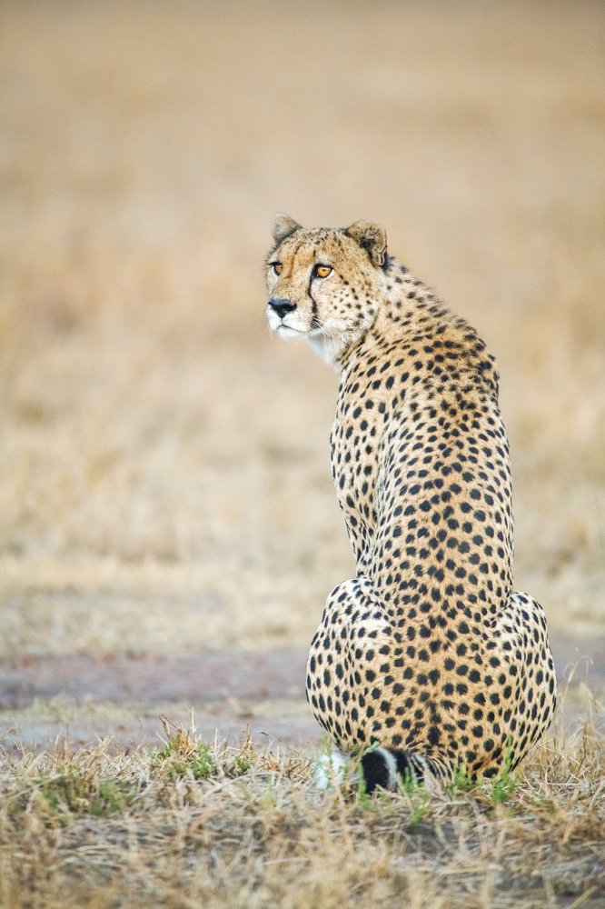 Cheetah in search of food