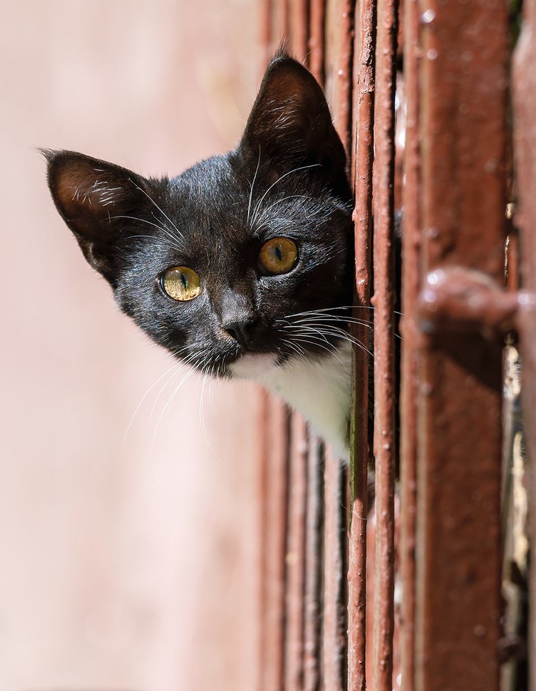 Кто меня звал?