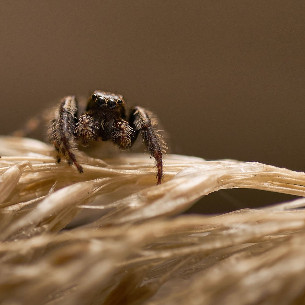 Jumping Spider