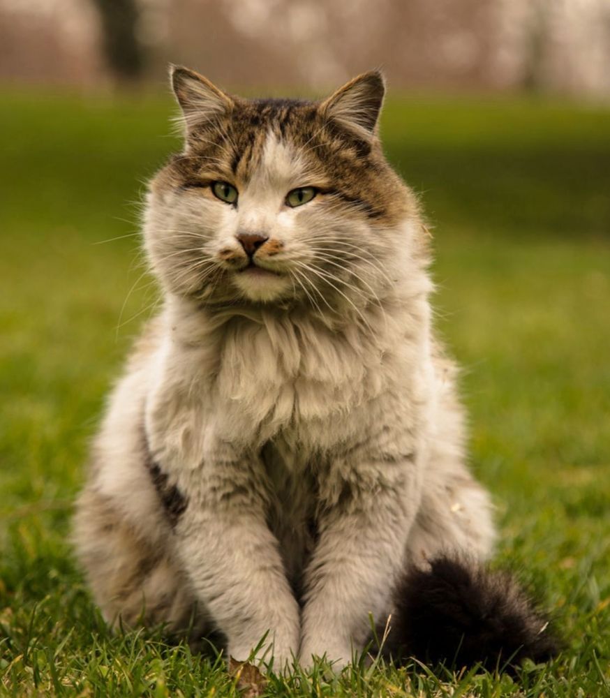 Cat..55